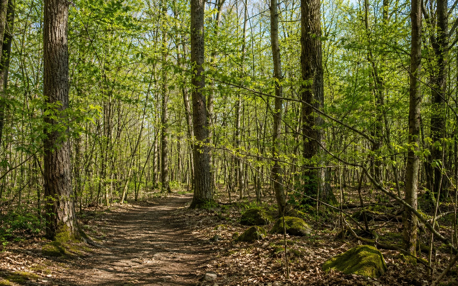 Waldweg mit vielen Ästen und dichtem Blattwerk