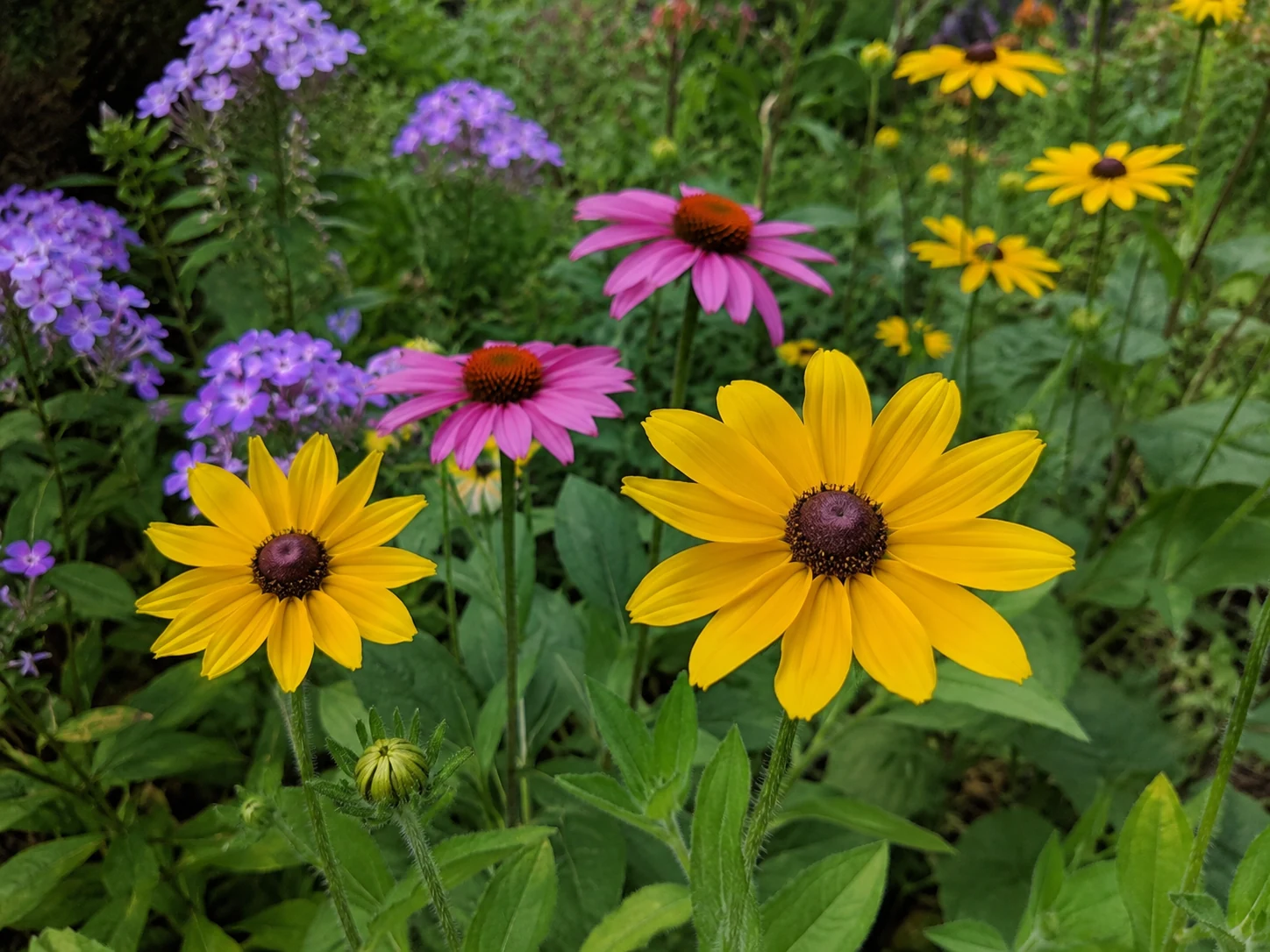 Blühender Sommergarten