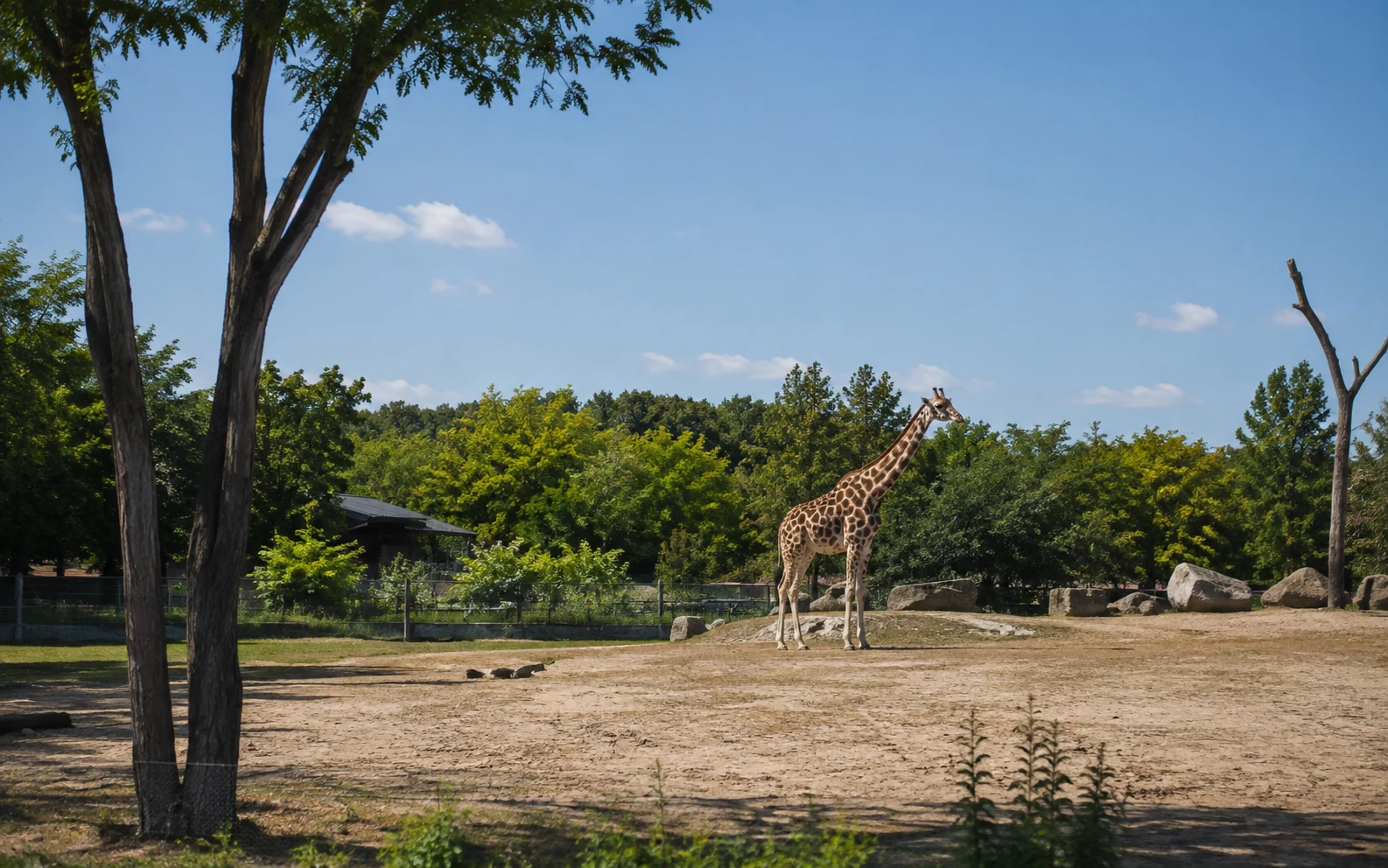 Giraffe in einem Zoo-Gehege aus mittlerer Entfernung