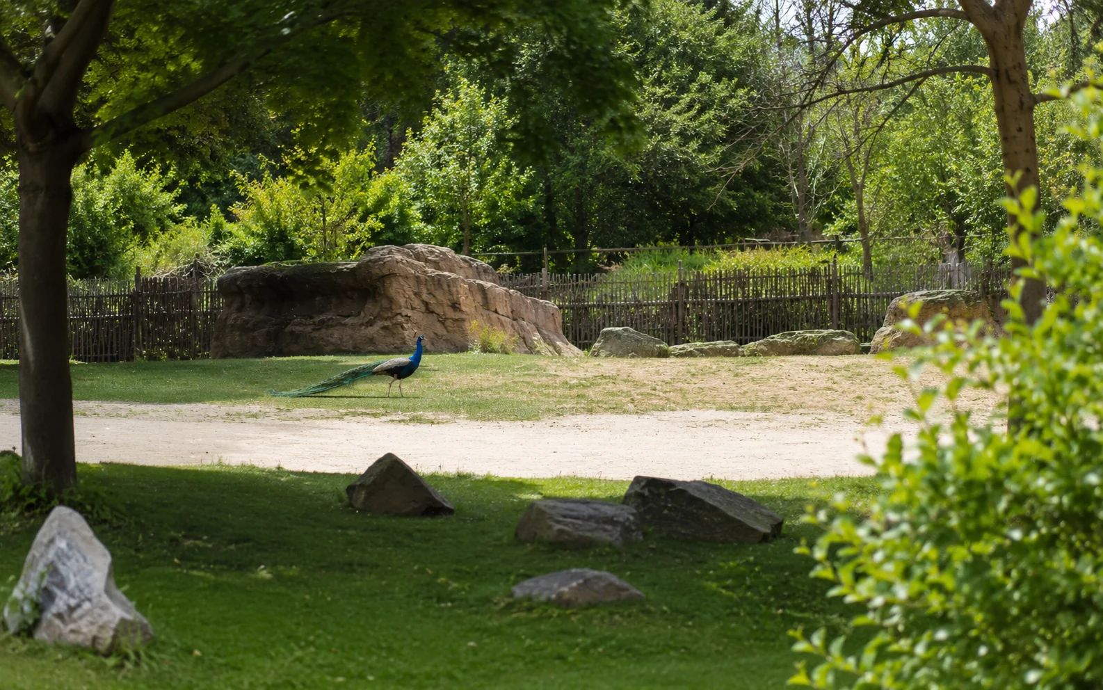 Pfau auf einer Wiese in einem parkähnlichen Gehege